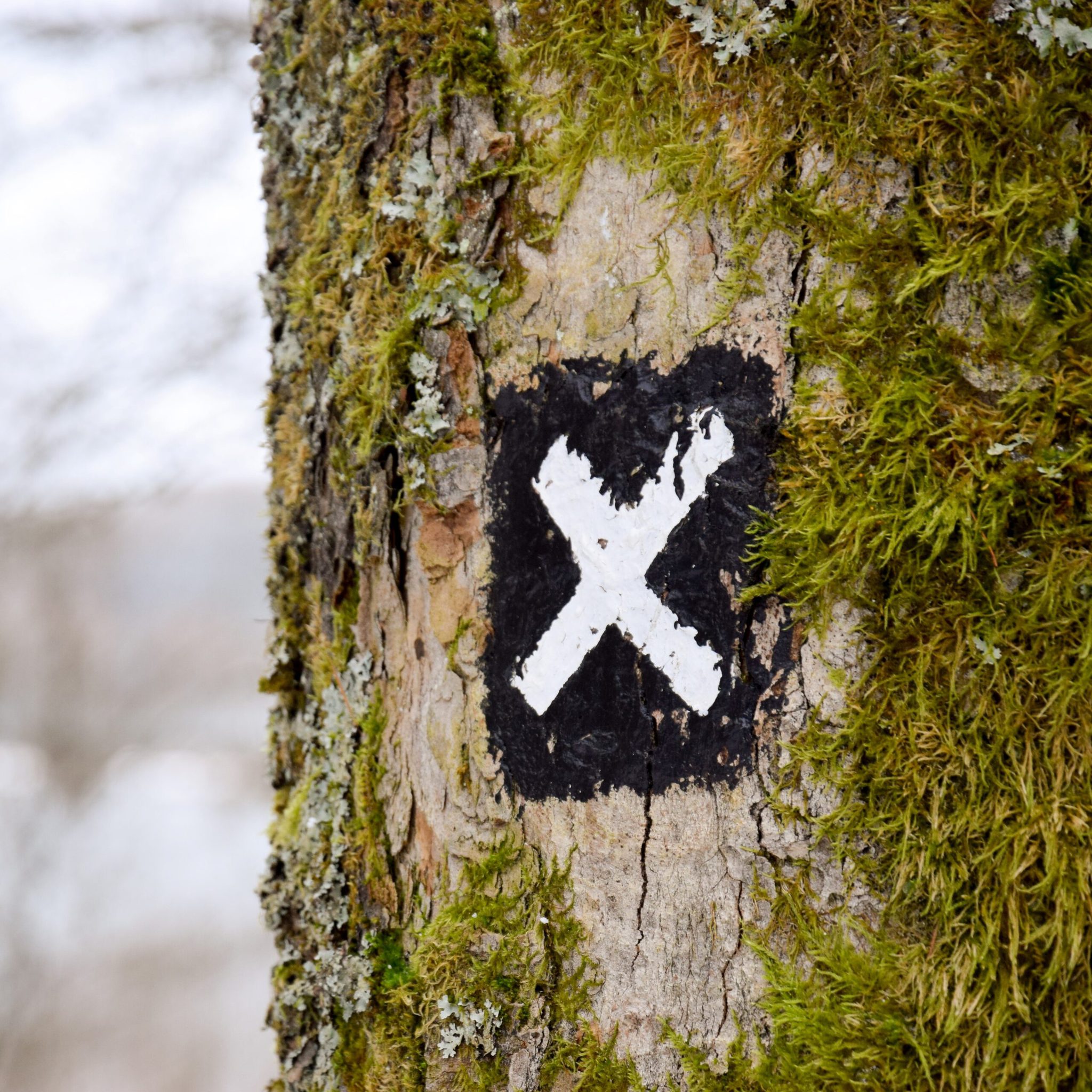 bersaglio su un albero